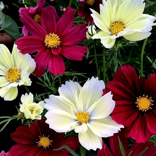 Cherry Pie Blend Cosmos Seeds