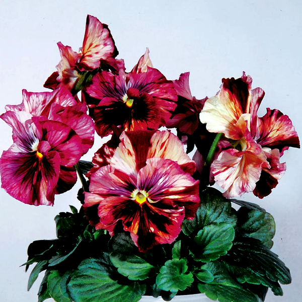 Chianti Terracotta Pansy Seeds