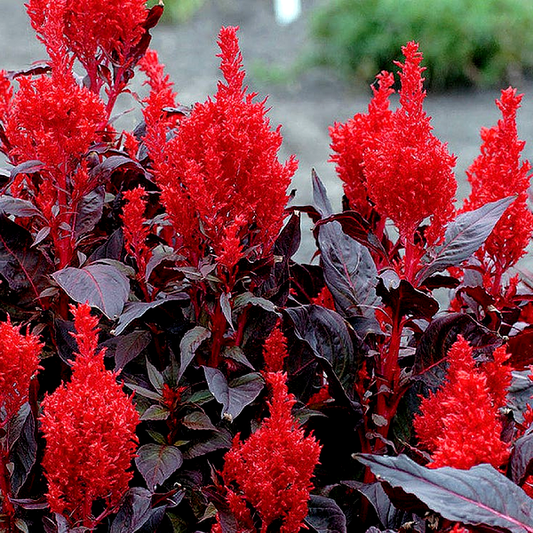 China Town Celosia Seeds