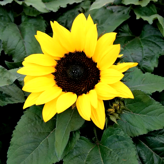 Choco Sun Sunflower Seeds