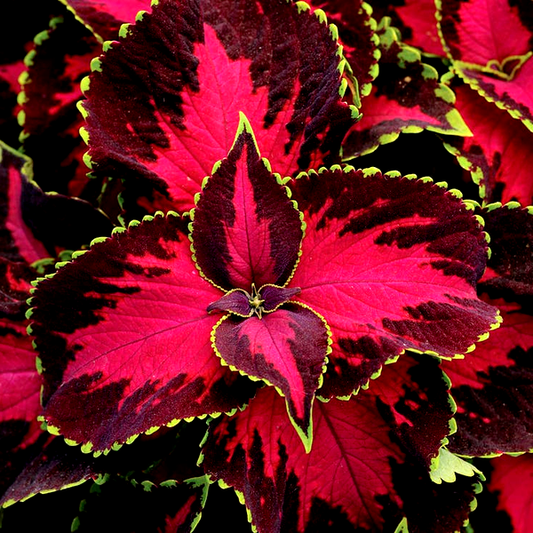 Chocolate Covered Cherry Coleus Seeds
