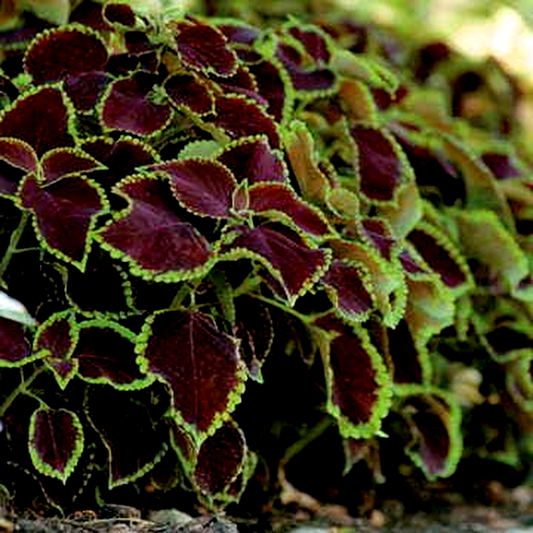 Chocolate Mint Coleus Seeds