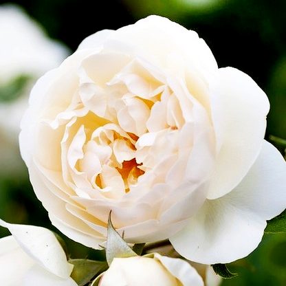 Claire Austin Climbing