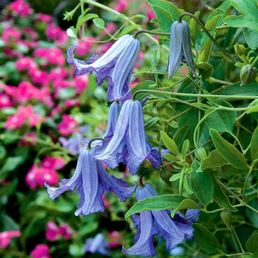 Clematis 'Betty Corning'