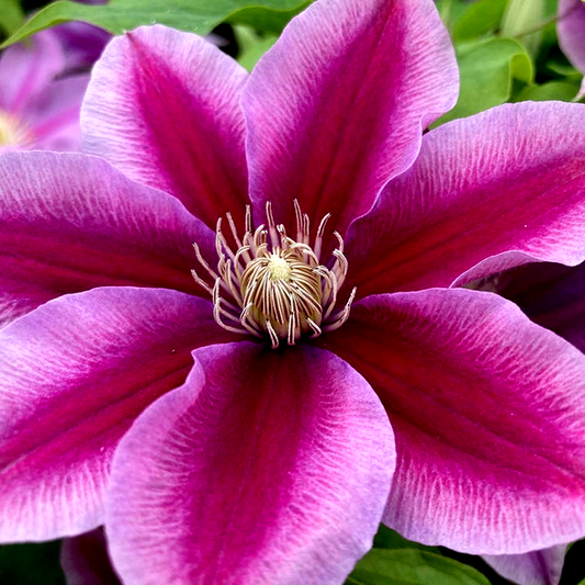 Clematis Boulevard® Poseidon™