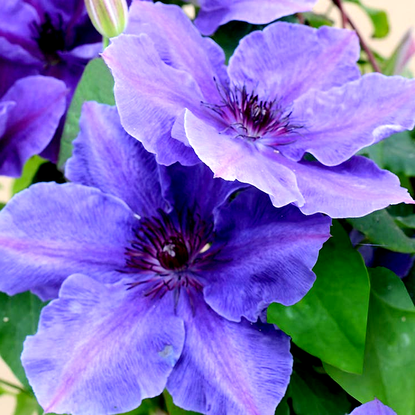 Clematis Boulevard® Ravel™
