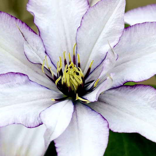 Clematis Samaritan Jo™ Boulevard®