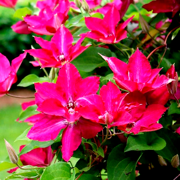 Clematis 'Viva Polonia'