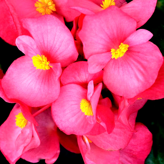 Cocktail™ Tequila Begonia Seeds