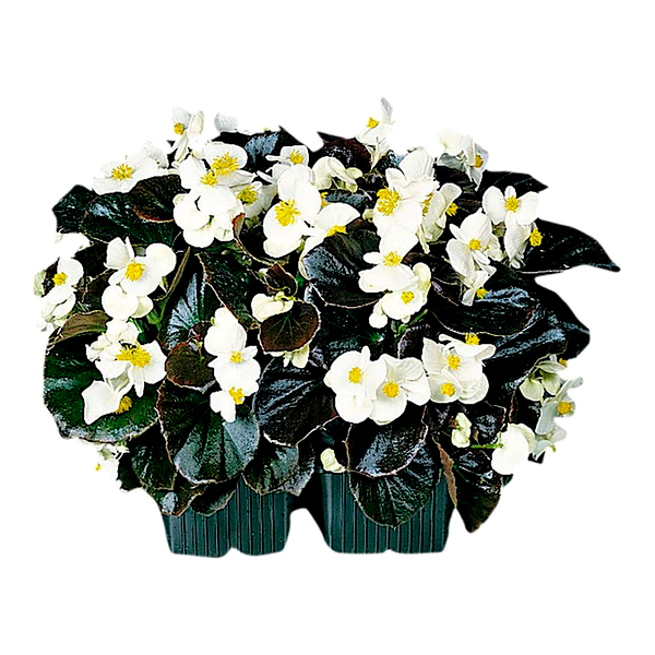 Cocktail™ Whisky™ Begonia Seeds