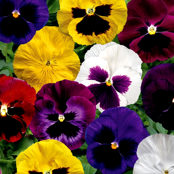Colossus™ Mix Hybrid Pansy Seeds