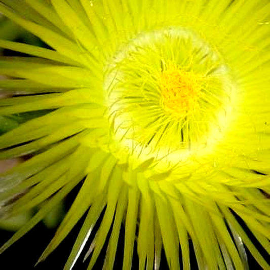 Conicosia pugioniformis