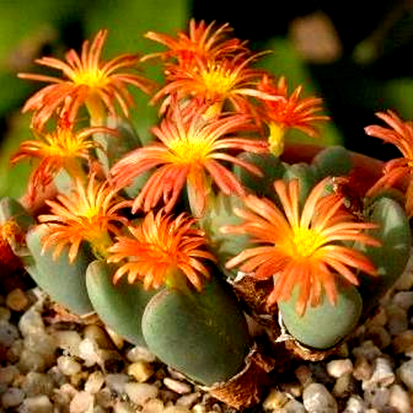Conophytum bilobum