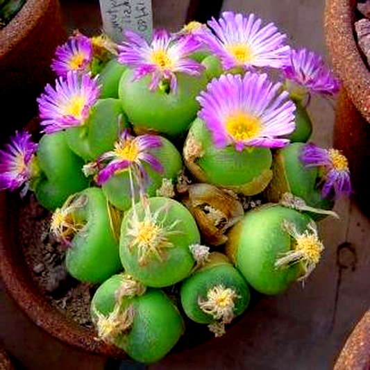 Conophytum pillansii
