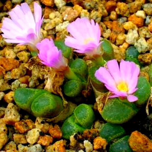 Conophytum subfenestratum