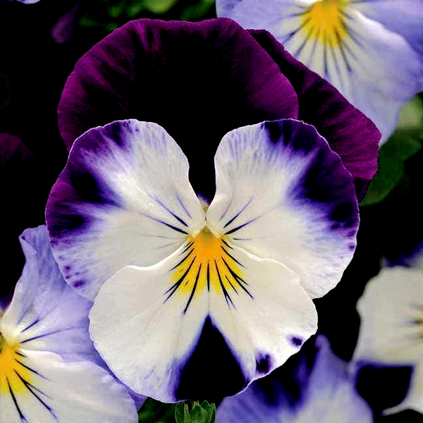 Cool Wave® Violet Wing Pansy Seeds