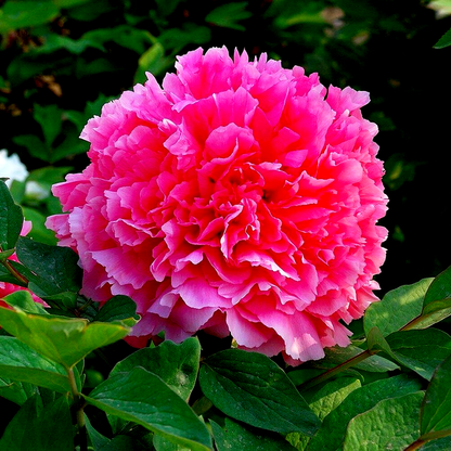 Coral Altar Shan Hu Tai