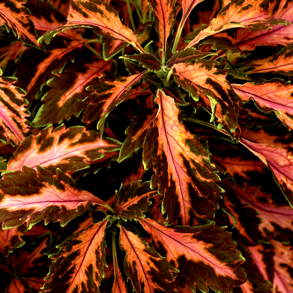 Coral Candy Premium Sun Coleus Seeds