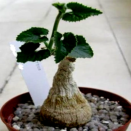 Corallocarpus bainesii