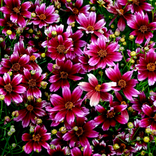 Coreopsis 'Berry Chiffon'
