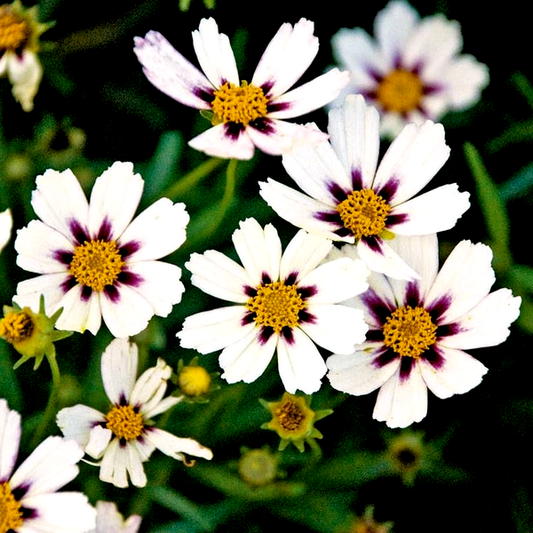 Coreopsis Big Bang™ 'Star Cluster'
