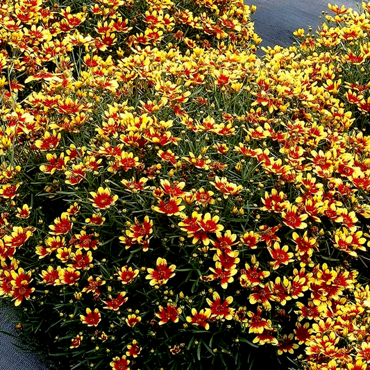 Coreopsis Honeybunch™ 'Red & Gold'