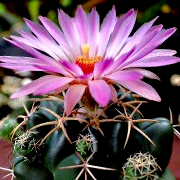 Coryphantha elephantidens