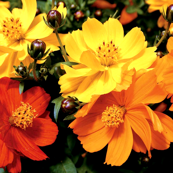 Cosmic Mix Cosmos Seeds