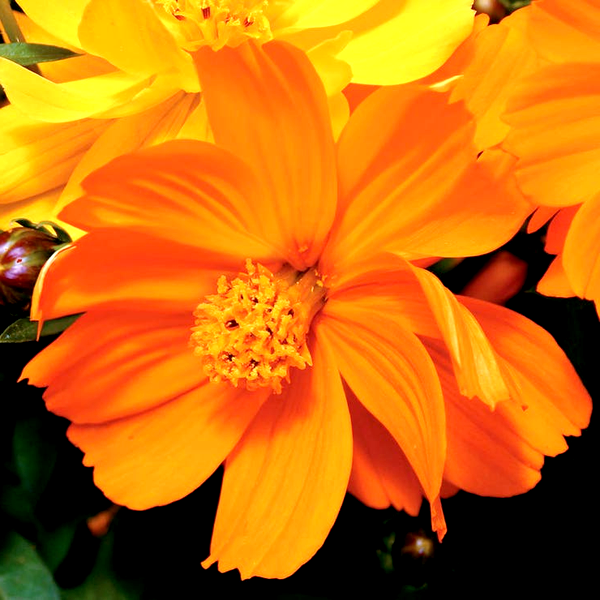 Cosmic Orange Cosmos Flower Seeds