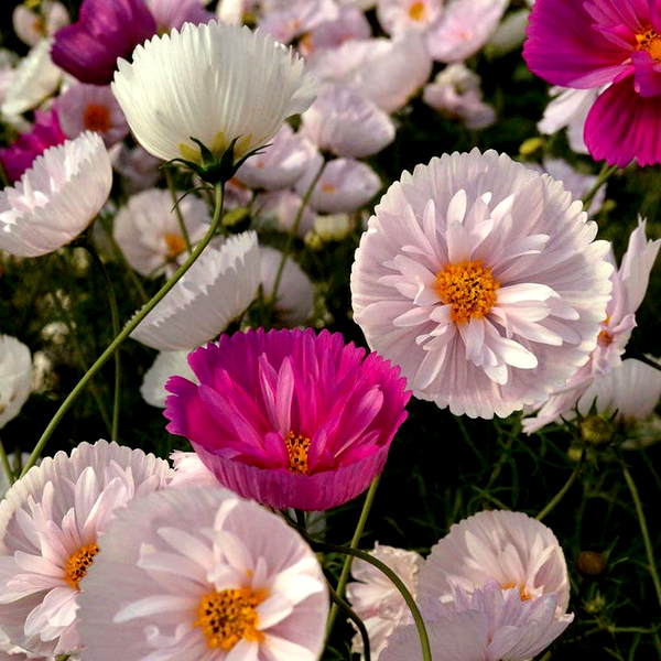 Cosmos bipinnatus 'Cupcakes and Saucers Mix' Seeds
