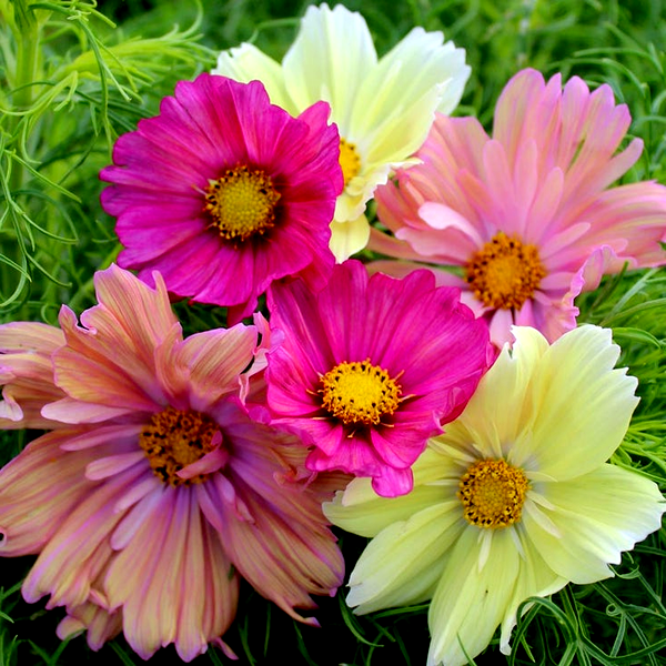 Cotton Candy Mix Cosmos Seeds