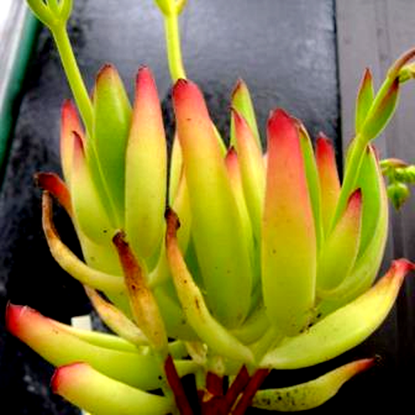 Cotyledon campanulata