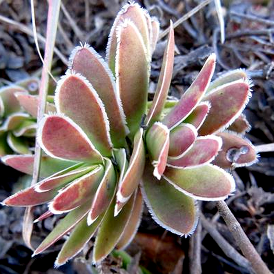 Crassula ciliata