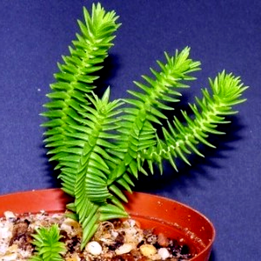 Crassula ericoides
