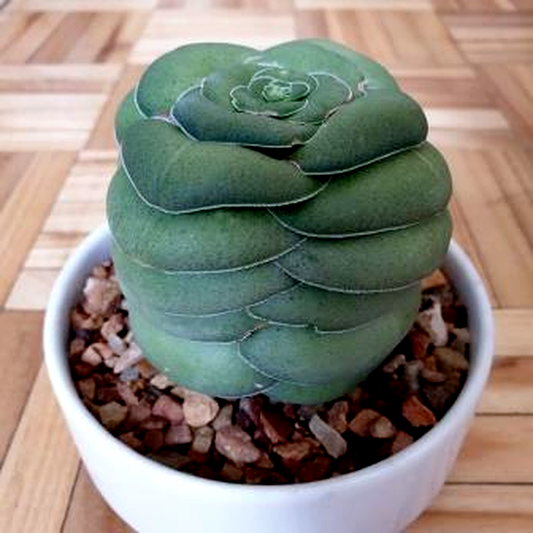 Crassula hemisphaerica