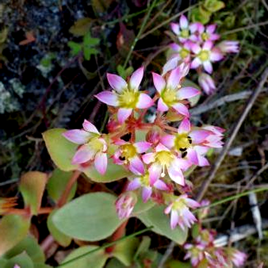 Crassula pellucida ssp. brachypetala