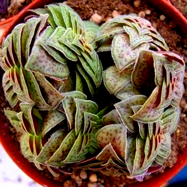 Crassula picturata