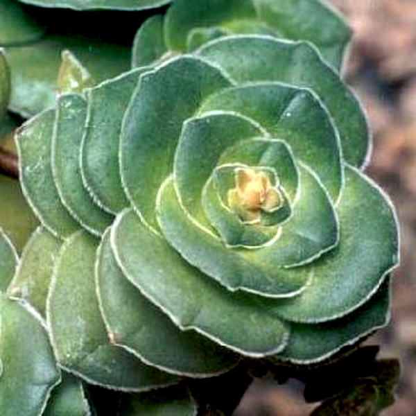 Crassula pseudohemisphaerica