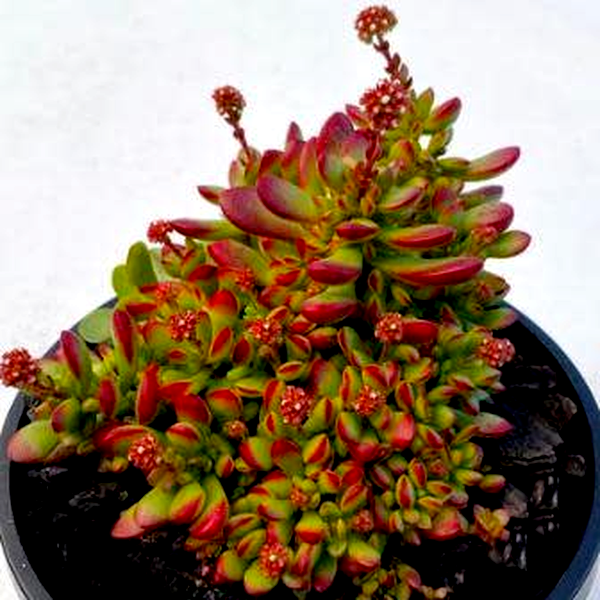 Crassula pubescens ssp. radicans