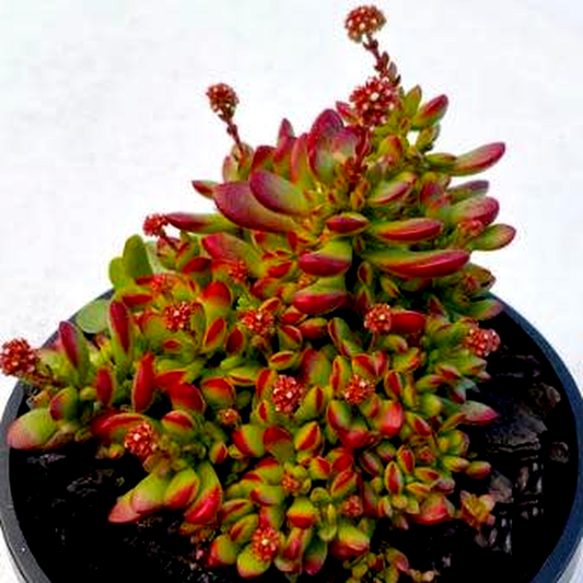 Crassula pubescens ssp. radicans