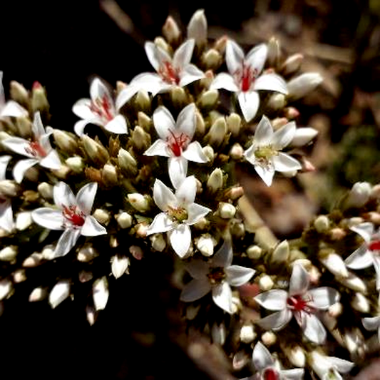 Crassula scabra