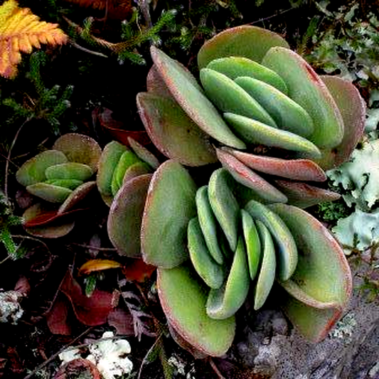 Crassula swaziensis