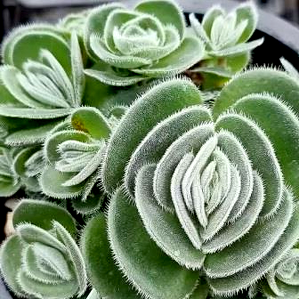 Crassula tomentosa