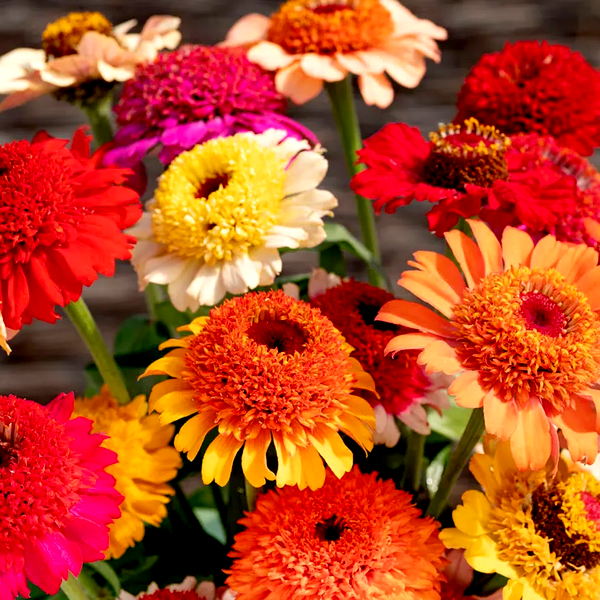 Crestar Mix Zinnia Seeds
