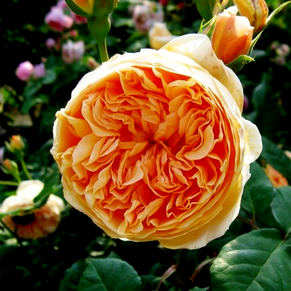 Crown Princess Margareta