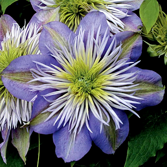 Crystal Fountain™ Clematis