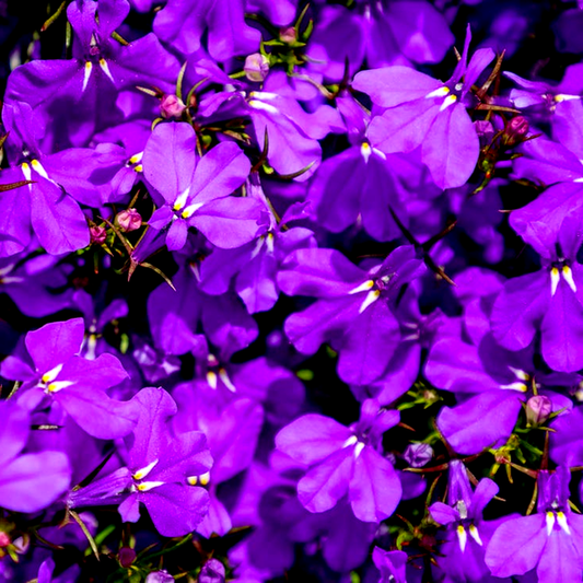 Crystal Palace Lobelia Seeds