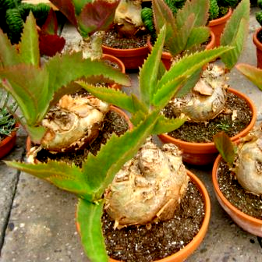 Cyphostemma seitzianum