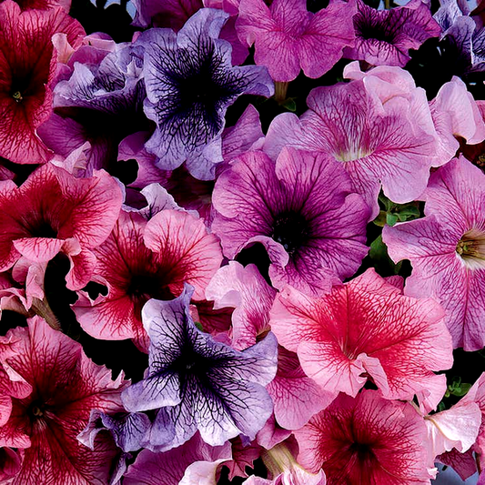 Daddy® Mix Petunia Seeds