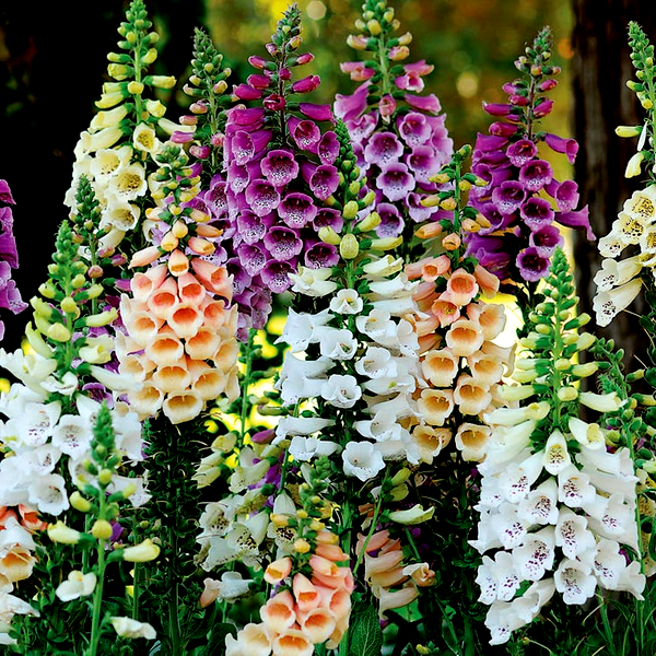 Dalmatian Mix Digitalis Seeds